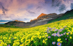 Valley Of Flowers