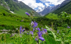Valley Of Flowers tour