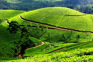 munnar-tea-garden