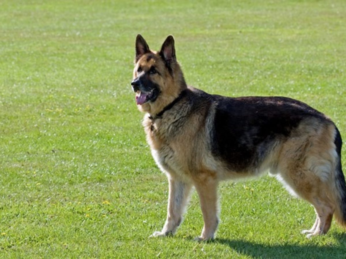 german shepherd medium coat dog